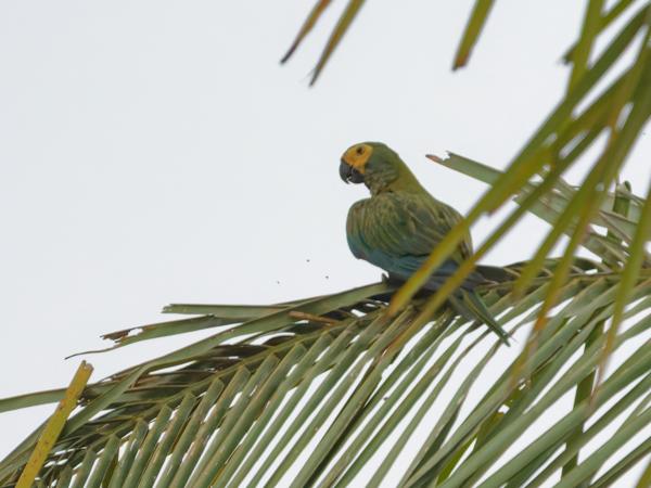 Illigers ara (Primolius maracana)